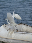 FZ027801 Little Egret.jpg